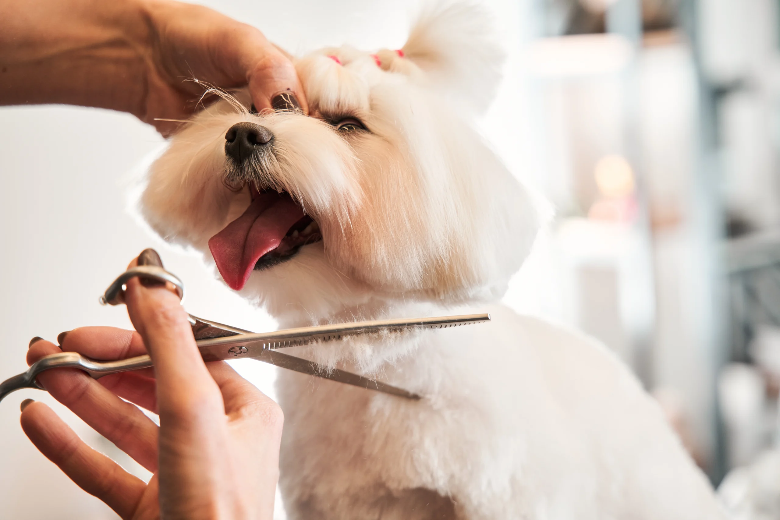 Model haircut of a dog's hair with special scissors view with muzzle close. White maltipoo at the grooming salon. The concept of popularizing grooming haircuts and caring for dogs